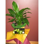 Peace lilly plant